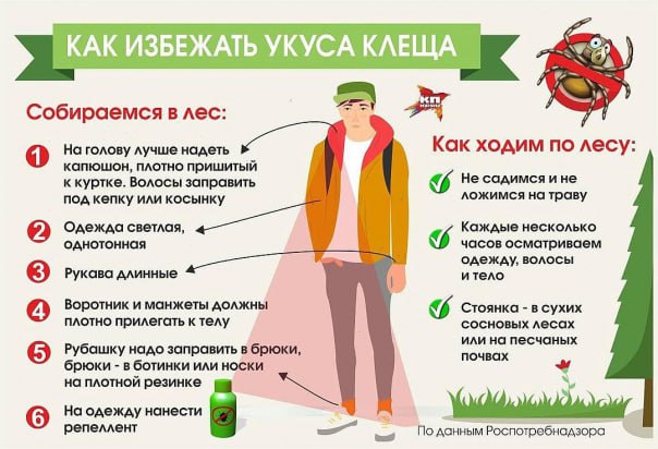 Как избежать укуса клеща